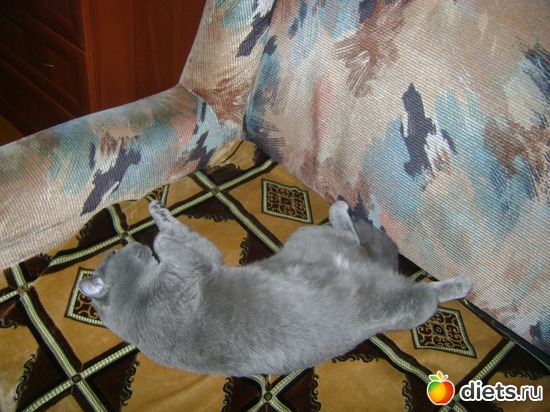 нежусь, альбом: Таис Бретанская (голубая)