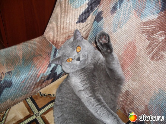 нежусь, альбом: Таис Бретанская (голубая)