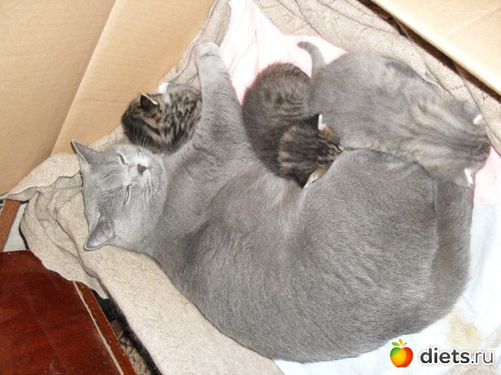 я хорошая мама!, альбом: Таис Бретанская (голубая)