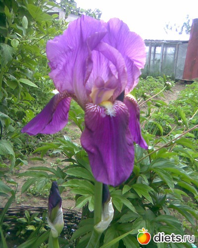 Ирис бородатый, альбом: МОИ ФОТО