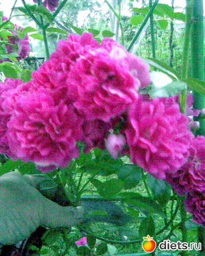 Плетистая роза, альбом: МОИ ФОТО