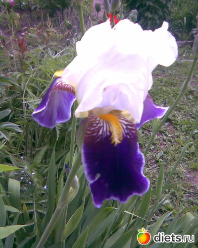 Ирис Бородатый, альбом: МОИ ФОТО