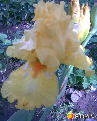 Ирис Бородатый, альбом: МОИ ФОТО