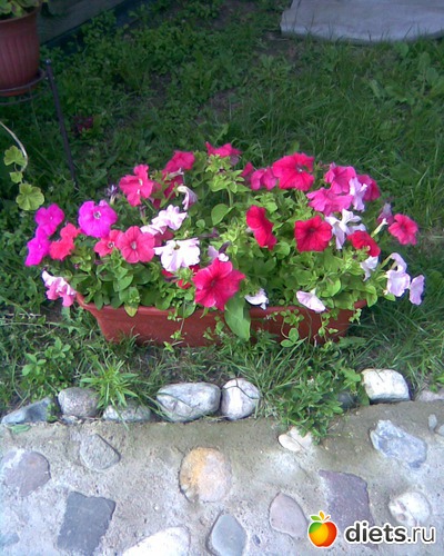 Петунья, смесь, альбом: МОИ ФОТО