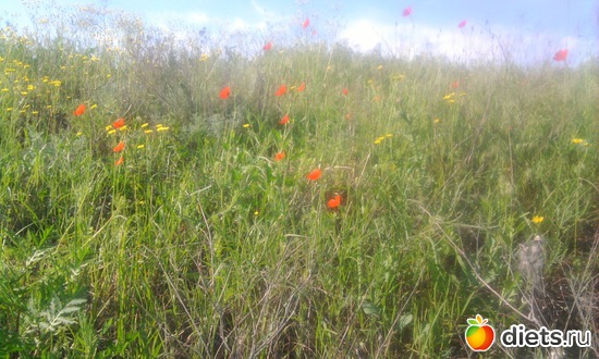 маки, альбом: просто фото