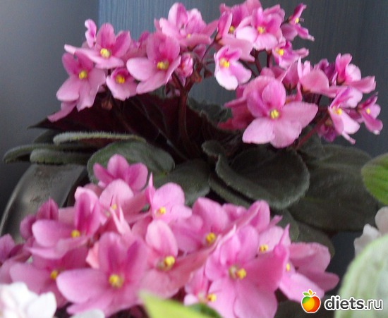 Розалиндочка...мамочка подарила..Лидочка ..любимая..., альбом: Мои любимые хоббиты.