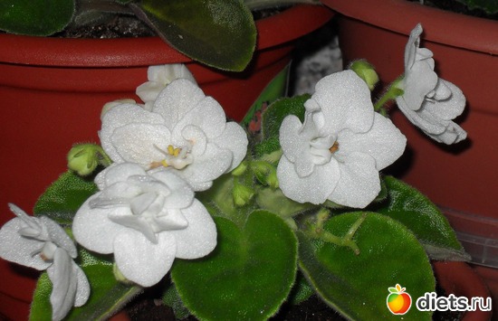 Мои белые разбойники...перебьют все цвета..Сколько "клумбочек "загубили., альбом: Мои любимые хоббиты.