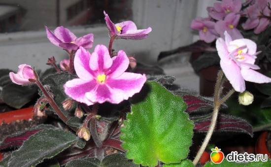 Принцесса..тяжко ей среди плебеев..но растёт уже 3 года в моём огороде..., альбом: Мои любимые хоббиты.