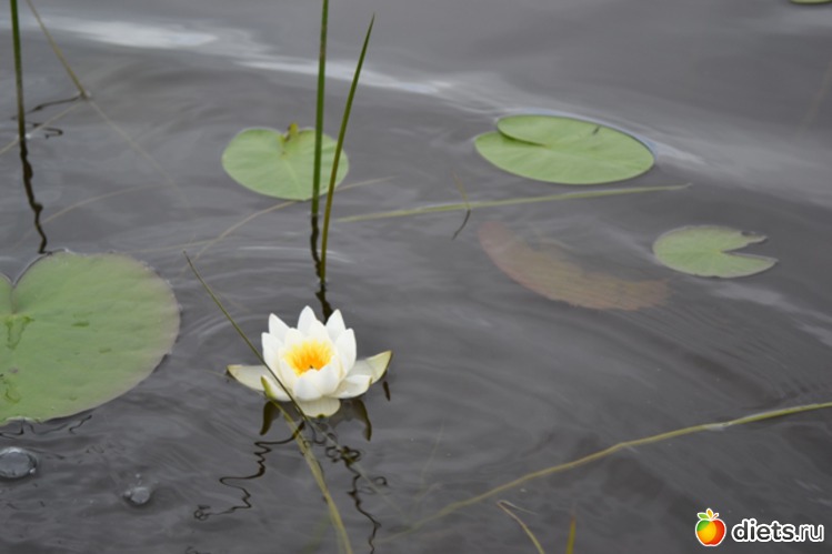 ����� ��� ��������), ������: ������ 2011