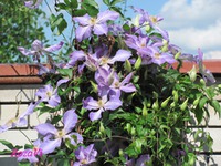 Как прекрасен этот мир