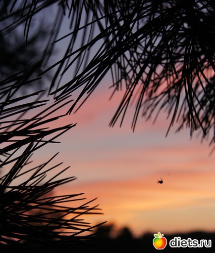 5 ����: ���