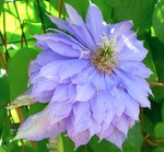 Семь недель с КДИ-5