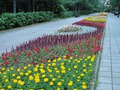 продолжение шикарной клумбы