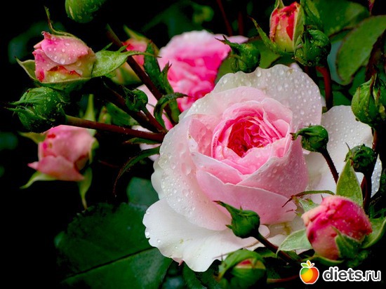 1 фото: Королева сада