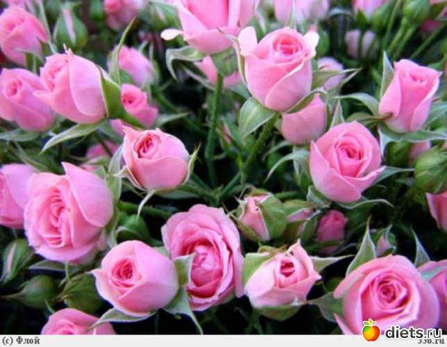 4 фото: Королева сада