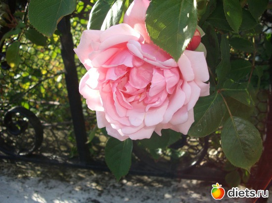 6 фото: Королева сада