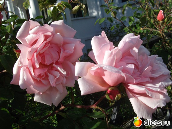 9 фото: Королева сада