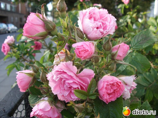 10 фото: Королева сада