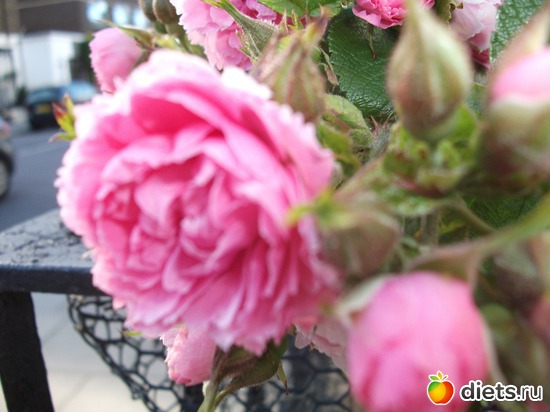 11 фото: Королева сада