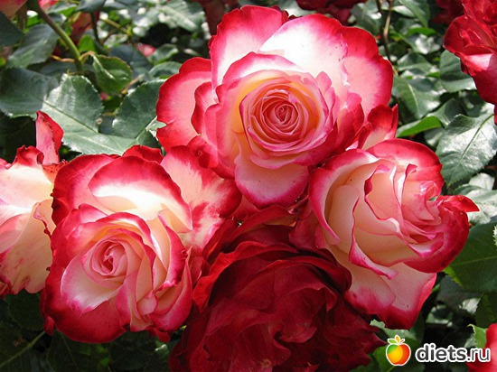 13 фото: Королева сада