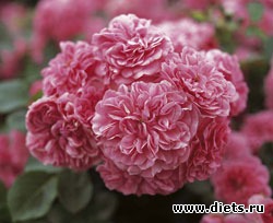 Королева сада