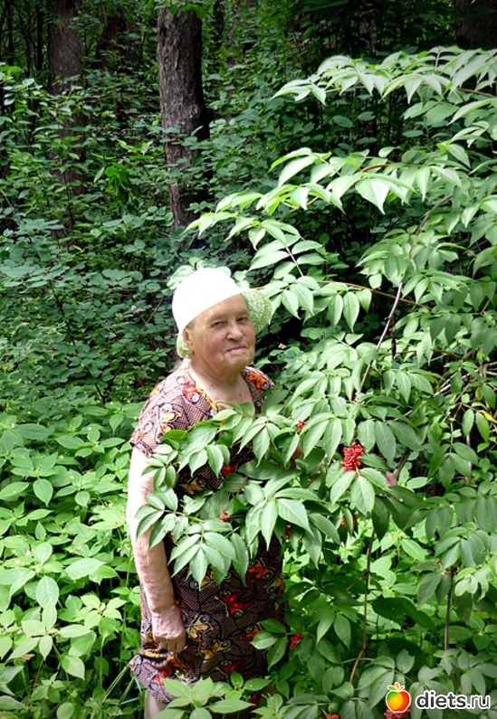 потерять гномика легко, альбом: прогулка в лесу