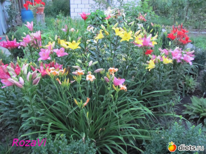 мои лилии, альбом: Мои лилии