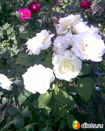 Розы, альбом: МОИ ФОТО