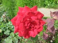 Царица