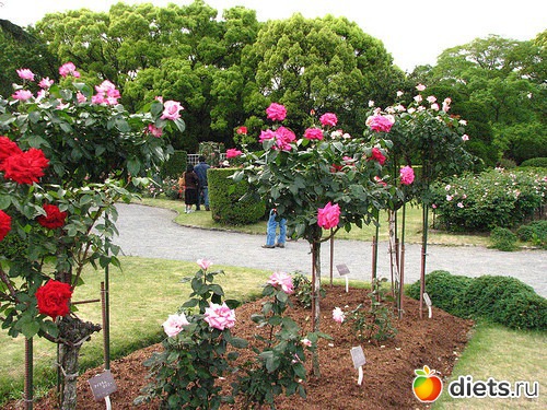 Розовый ландшафт