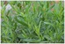 Artemisia dracunculus... ��� �������� � �������)