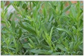 Artemisia dracunculus... ��� �������� � �������)