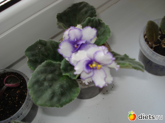 4 ����: ��� ��������