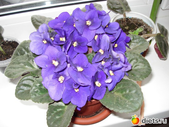 5 ����: ��� ��������