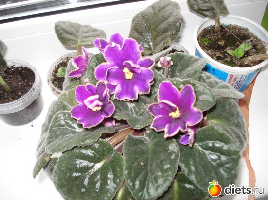 6 ����: ��� ��������