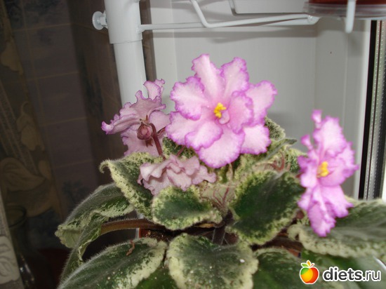 7 ����: ��� ��������