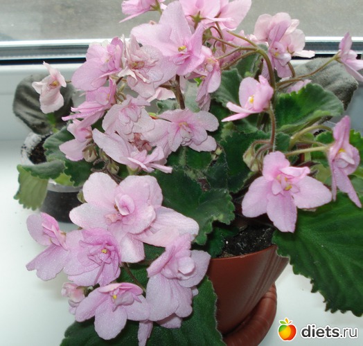 12 ����: ��� ��������