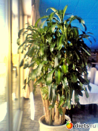 4 ����: ��� ������ (������)