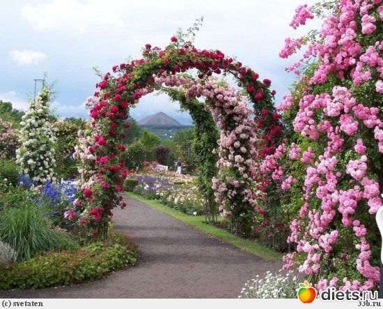 Оформление Сада Розами Фото Оформление Сада Розами Фото