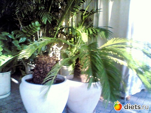 ��� ������ (������)