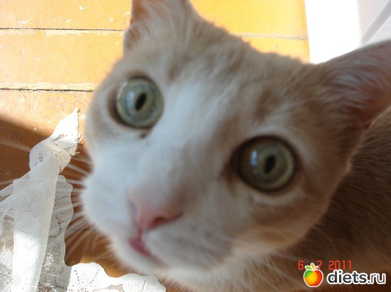 7 фото: Усатые - полосатые