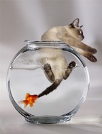 ��� ����� ��������� �� ����