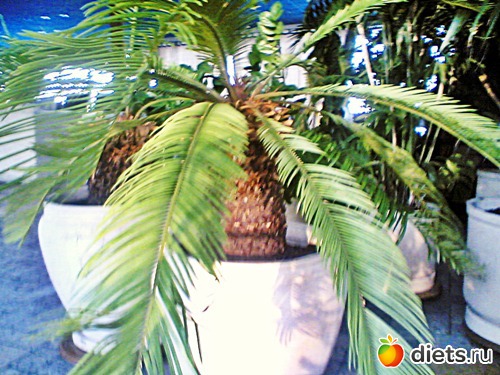 ��� ������ (������)