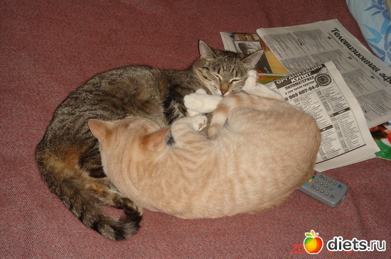 4 фото: Усатые - полосатые