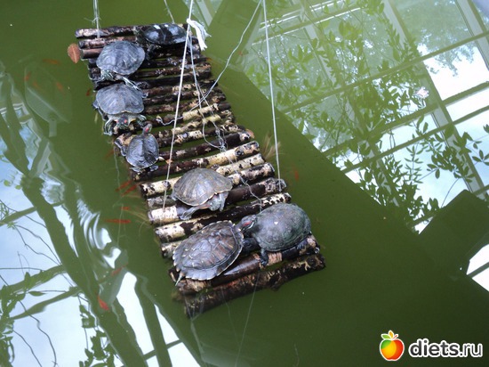 12 ����: � ������������ ����