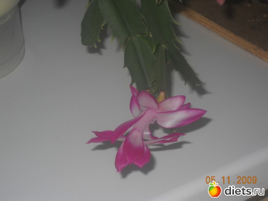 2 фото: мои цветочки