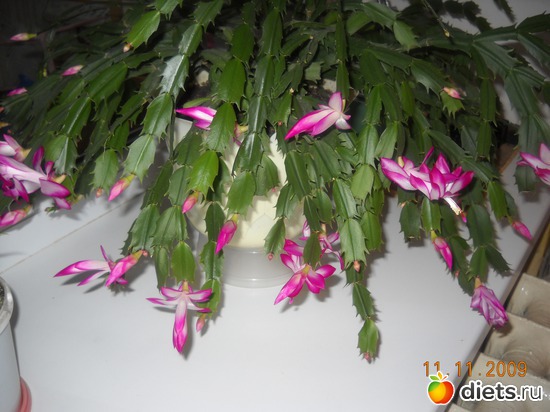 5 фото: мои цветочки