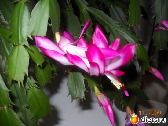 6 фото: мои цветочки