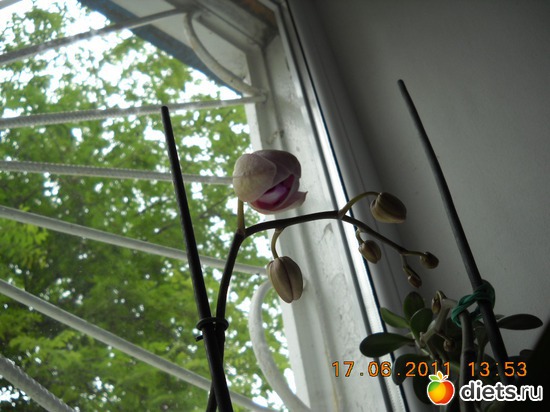 21 фото: мои цветочки