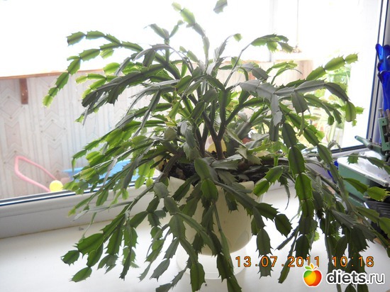 23 фото: мои цветочки